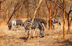 Safari privé en 4x4 dans la réserve de Bandia au Sénégal - En français - Depuis Dakar ou Petite Côte