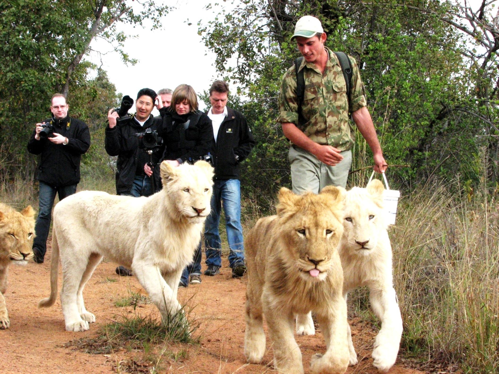 Walk with the lions at the Ukutula Lodge – from Johannesburg
