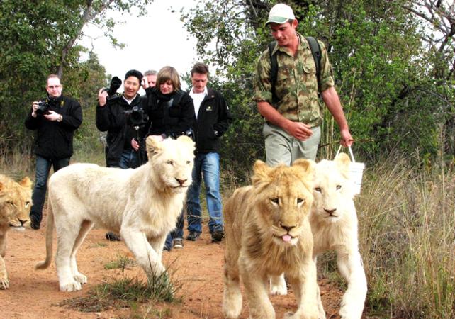 Marche avec les lions dans la réserve d’Ukutula - depuis Johannesburg