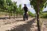 Tour guidé des vignobles à vélo électrique - En français - Cape Town