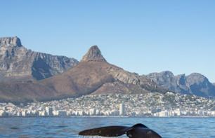 Whale and dolphin watching cruise - Cape Town