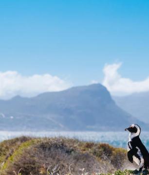 Excursion d'une demi-journée au Cap de Bonne Espérance - En français - Cape Town