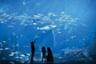 Billet The Lost Chambers - Aquarium de l'hôtel Atlantis à Dubaï