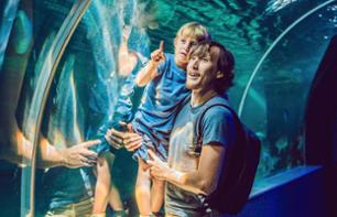 Billet Dubai Aquarium & Underwater Zoo - Attractions marines du Dubai Mall