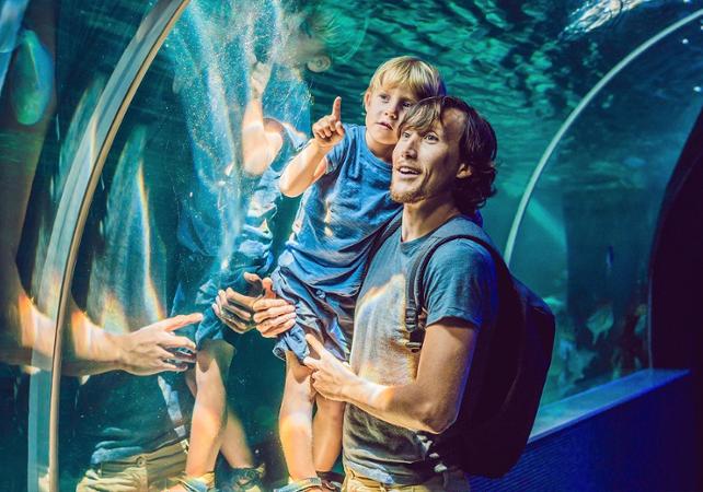 Dubai Aquarium & Enderwater Zoo – Entrada para las atracciones marinas del Dubai Mall