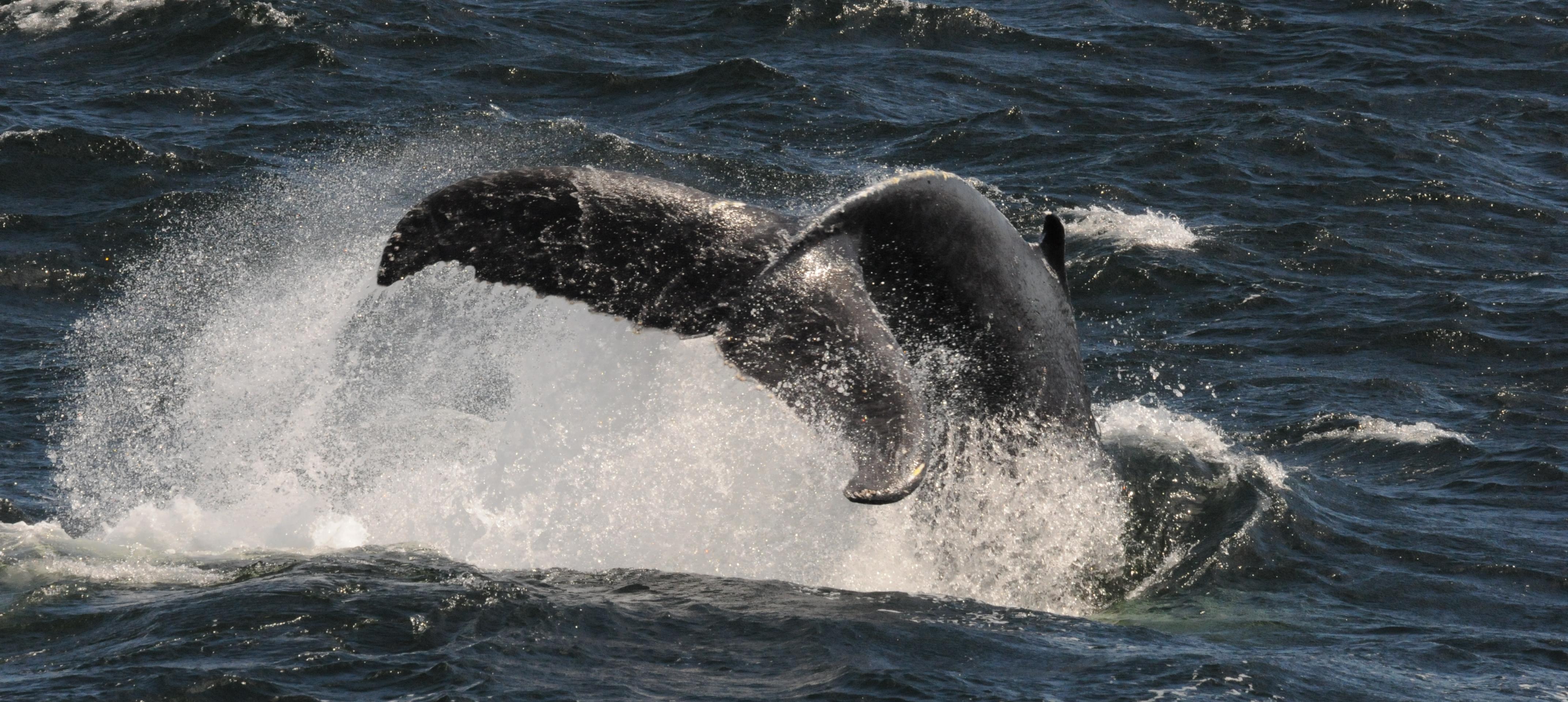 Whale observation cruise in the fjords - in Tadoussac & Baie-Sainte-Catherine