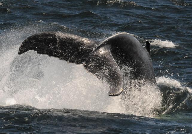 Croisière d'observation des baleines et découverte du Fjord - A Tadoussac & Baie Sainte Catherine