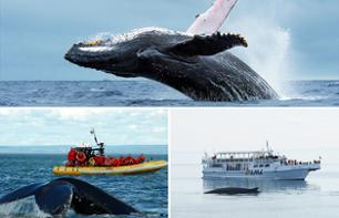 Crucero de observación de ballenas en Zodiac - Salida de la Bahía Sainte Catherine