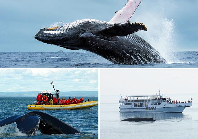 Whale observation cruise - Zodiac or boat - At Tadoussac & Baie-Sainte-Catherine