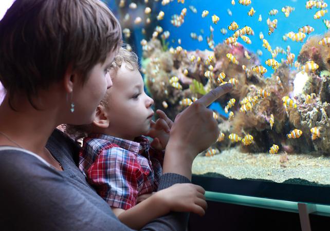 Billet Aquarium d’Auckland