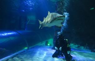 Plongée avec les requins dans l’aquarium d’Auckland + billets d’entrée à l'aquarium