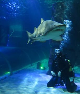 Shark dive at Auckland aquarium + entry to the aquarium