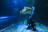 Shark dive at Auckland aquarium + entry to the aquarium
