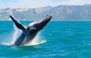 Whale and dolphin cruise off the coast of Auckland