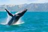 Croisière d’observation des dauphins et baleines - Auckland