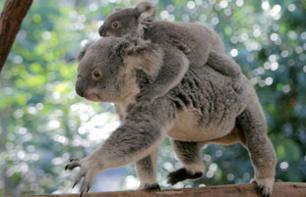 Ticket for the Lone Pine Koala Sanctuary & Return Cruise from Brisbane