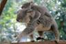 Ticket for the Lone Pine Koala Sanctuary & Return Cruise from Brisbane