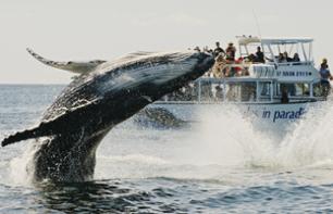Croisière d’observation des baleines à bosse – Au départ de Brisbane