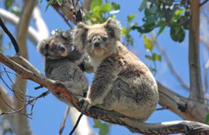 Meet Koala Bears
