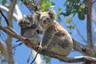 Excursion guidée à la rencontre des kangourous et des koalas sauvages