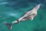 Rencontre avec les dauphins : croisière d'observation et/ou nage en milieu naturel