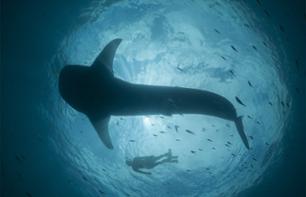 Rencontre avec les requins baleines : croisière d'observation et/ou nage en milieu naturel – Au départ de Exmouth