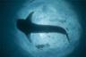 Rencontre avec les requins baleines : croisière d'observation et/ou nage en milieu naturel – Au départ de Exmouth