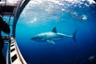 Meet a Great White Shark: Shark-watching cruise and/or cage dive in the ocean – Departing from Port Lincoln
