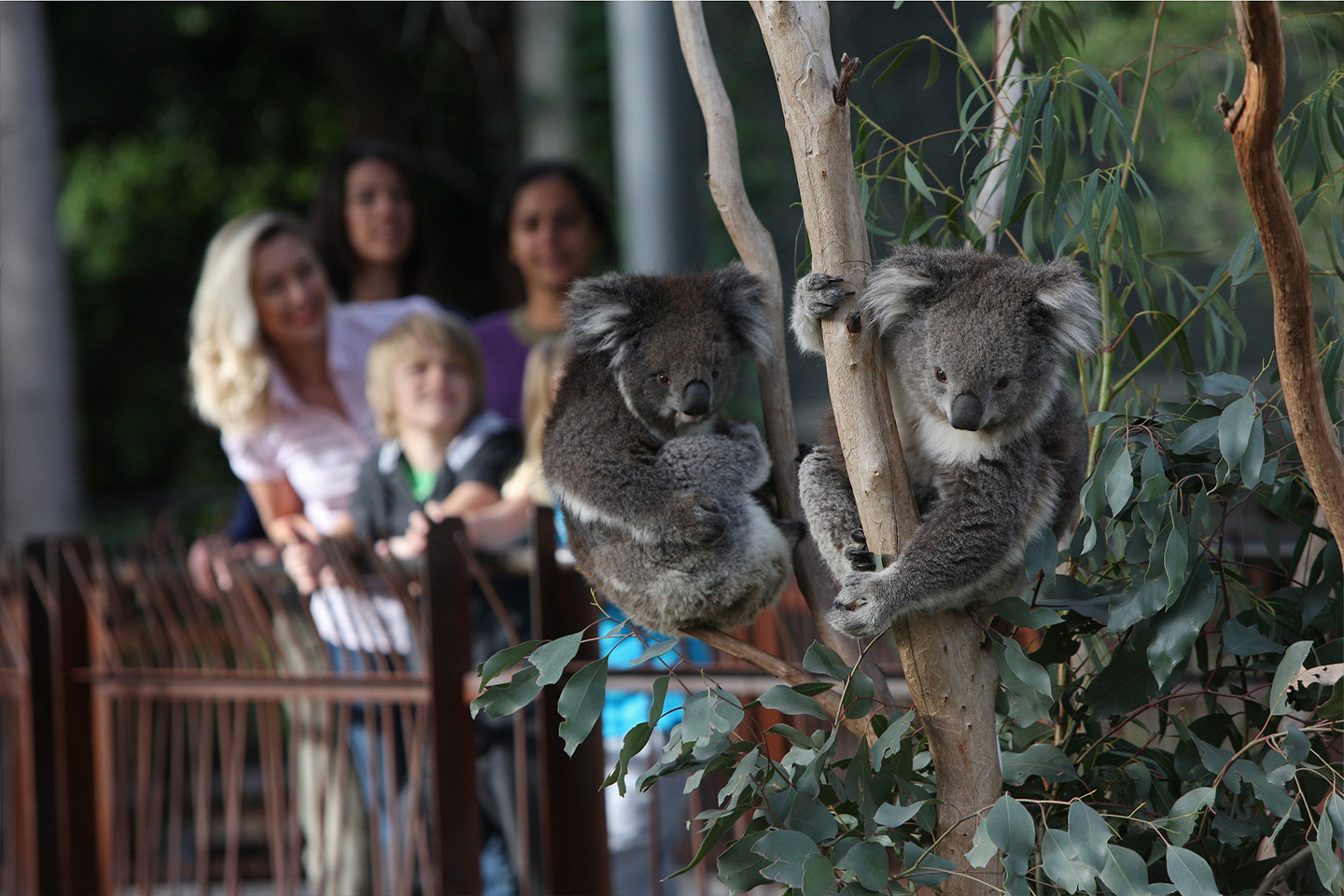 Tickets for Melbourne Zoo