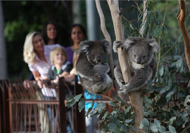 Billet Zoo de Melbourne