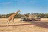Billet Werribee Open Range Zoo - Parc Safari à 30 mn de Melbourne