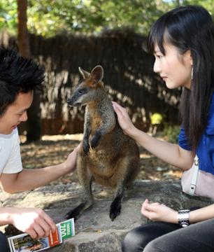 Visite VIP du Taronga Zoo : accès aux coulisses + visite guidée + Skyline Safari + photo avec un koala + nutrition des wallabies