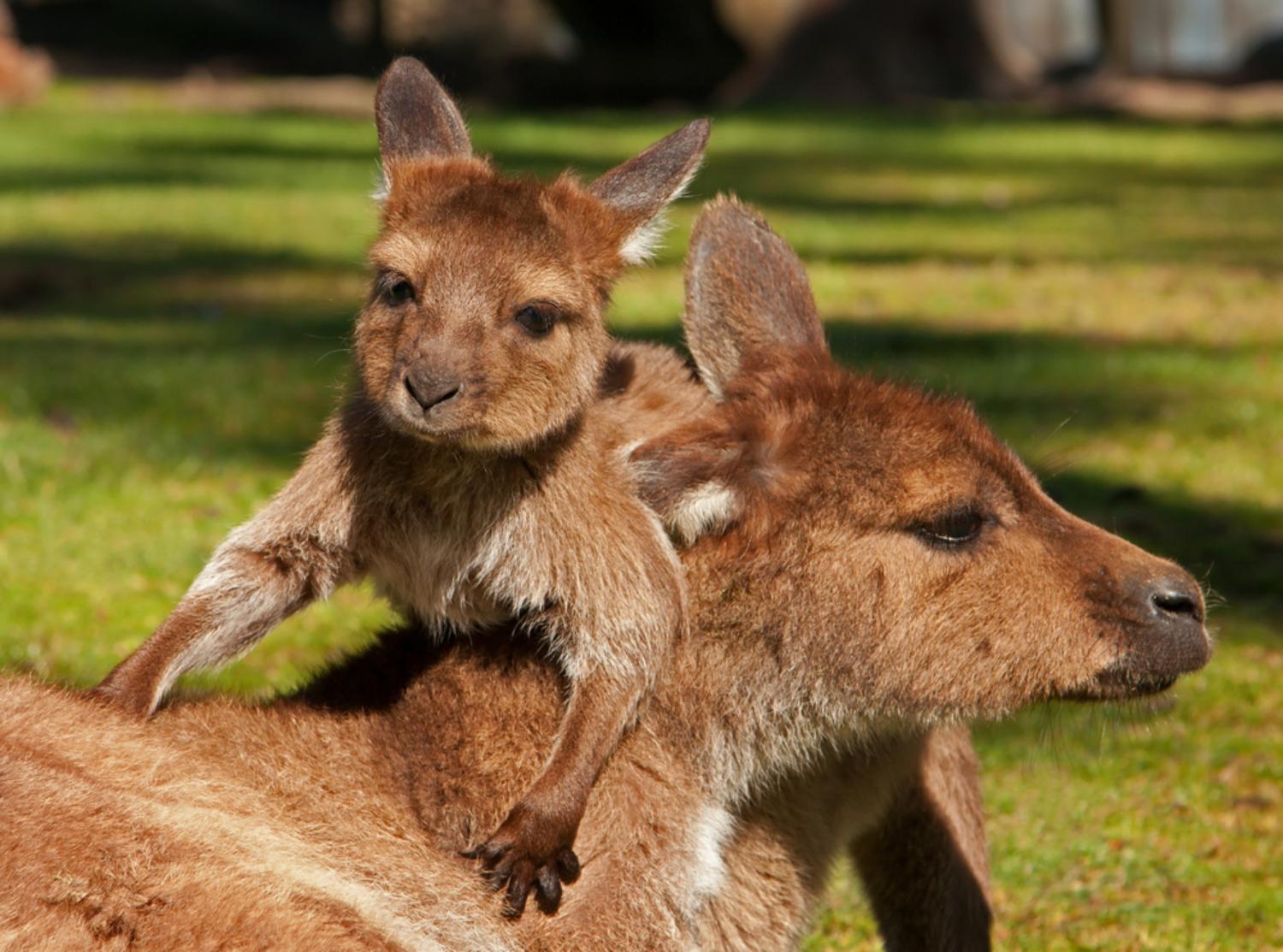 Excursion dans la nature à la découverte des animaux d’Australie : kangourous, koalas, ornithorynques, émeus et wombats !