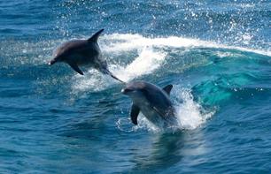 Swimming with Dolphins off the Coast of Rockingham – Optional pick-up in Perth