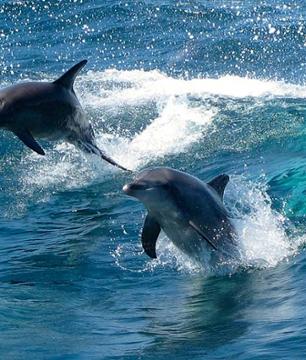 Nage avec les dauphins au large de Rockingham – Prise en charge à Perth en option