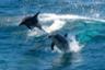 Nage avec les dauphins au large de Rockingham – Prise en charge à Perth en option