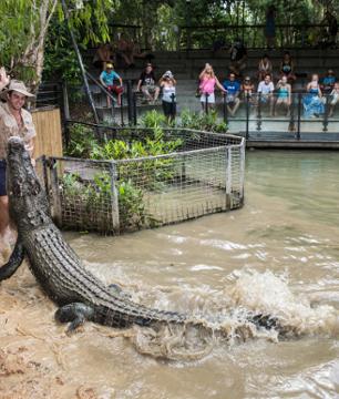 Visite de la ferme aux crocodiles Hartley – Au départ de Cairns