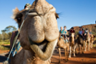 Camel Ride in the MacDonnell Ranges – Departing from Alice Springs
