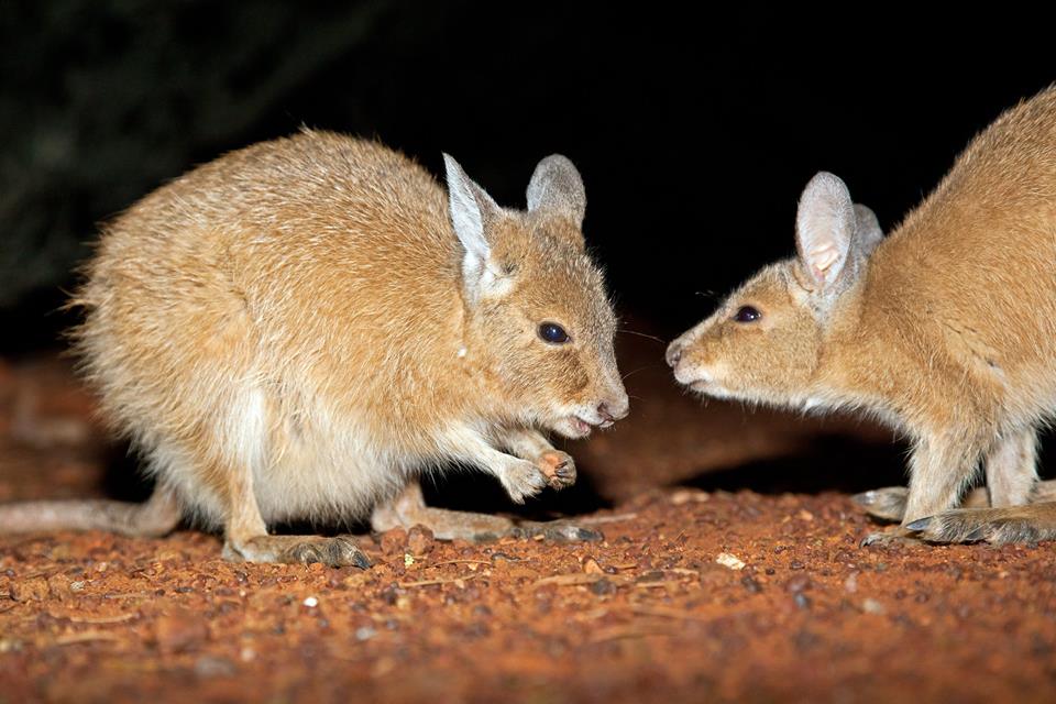 Alice Springs Desert Park: Night-time guided tour in search of rare or endangered  animals