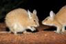Alice Springs Desert Park : visite guidée nocturne à la découverte des animaux rares ou en voie de disparition