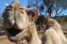 Balade à dos de chameau dans le désert – Au départ d’Ayers Rock