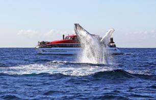 Croisière d’observation des baleines à Sydney