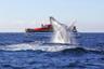 Croisière d’observation des baleines à Sydney