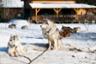 3en1 : Ferme de huskies et de rennes & village du Père Noël - Déjeuner inclus - Au départ de Rovaniemi