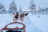 Visite d'une ferme de Huskies & Initiation à la conduite en chiens de traîneau - Levi (Kittilä)