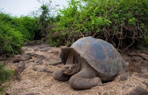 Private tour of the Charles Darwin Research Station & walk on Turtle Bay beach - Transfers included - Puerto Ayora, Santa Cruz (Galápagos)