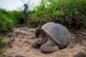 Visite privée du Centre de recherche Charles Darwin & balade sur la plage de Turtle Bay - Transferts inclus - Puerto Ayora, Santa Cruz (Galapagos)