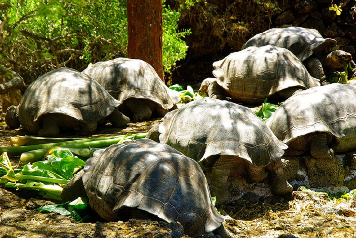 Private excursion to Santa Cruz Island visit to the Charles