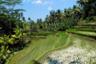 Excursion privée d'une journée vers les sites incontournables de Bali - Forêt d'Ubud, temple de Goa Gajah...