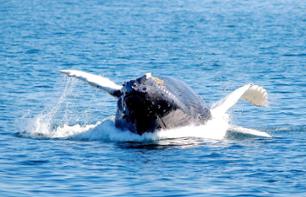 Croisière d’observation des baleines à Boston